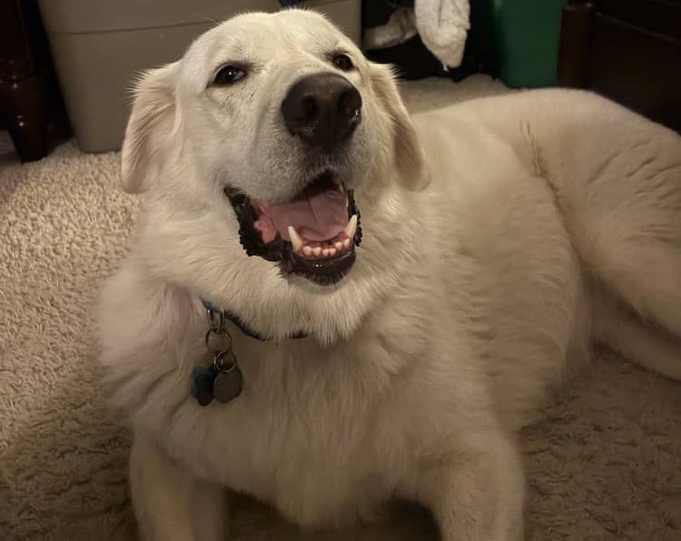 A Great Pyrenees dog laying on a floor