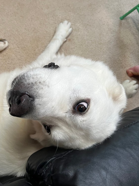 A Great Pyrenees dog twisting its head around to look at the camera