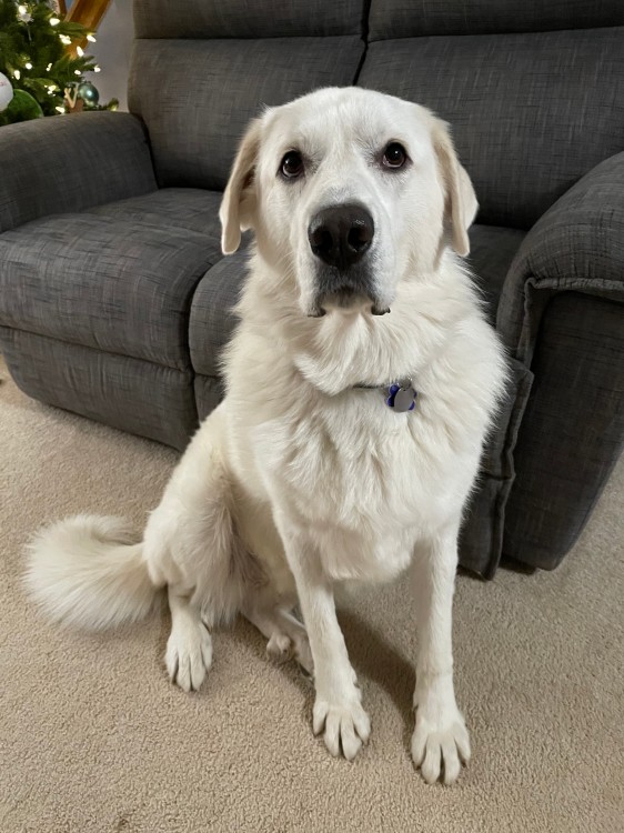 A Great Pyrenees dog sitting and looking sheepish