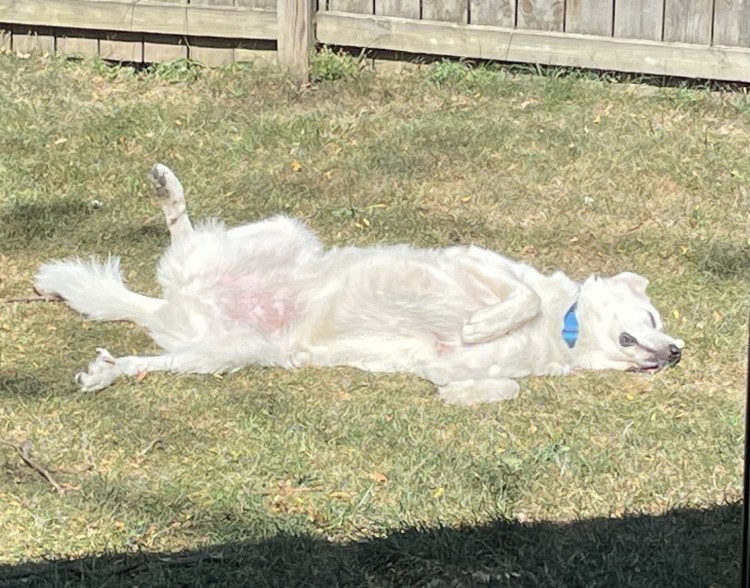 A Great Pyrenees dog rolling around in grass