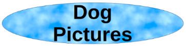 Dog Pictures